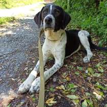 Замечательный парень Рекс в добрые руки!, в Москве