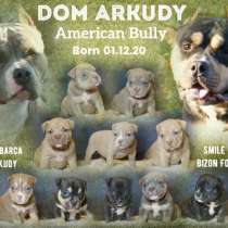 Американский булли, в Саратове