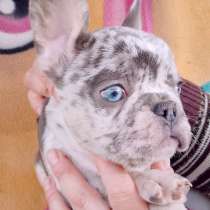 Французский натюрморт, в Москве