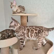 Bengali boy, в г.Гермерсхайм