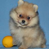 Померанский шпиц. Мелкий стандарт, в г.Riegelsberg