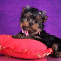 Мини девочка Йоркширского терьера, в Москве