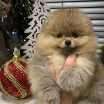 Pomeranian spitz. Boy and girl, в г.Haina