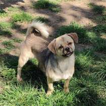 Миниатюрная диванная собачка, в Санкт-Петербурге