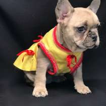 Французский бульдог, в г.Париж