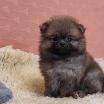 Померанский шпиц. Orange - sable, в г.Гамбург