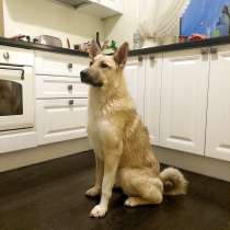 Благородный джентльмен-пес с мягкой шерсткой ищет дом, в Санкт-Петербурге