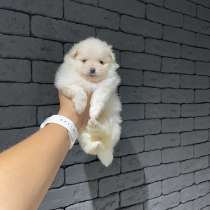 Щенок шпица, в г.Франкфурт-на-Майне