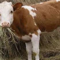 Продам 5месячного теленка, в г.Красный Луч