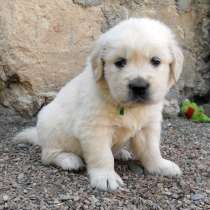 Золотистый ретривер. Здоровые, породные щенки с великолепной, в Симферополе