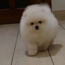 Померанский шпиц. Мелкий стандарт, в г.Ним