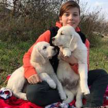 Золотистого ретривера щенки, в г.Киев