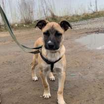 Безумно милый и обаятельный щенок в дар, в Санкт-Петербурге