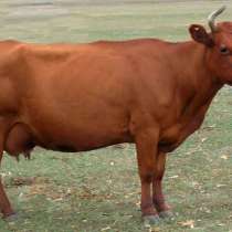 Куплю коров живым весом, в г.Полоцк