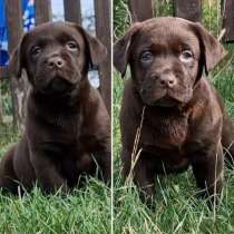 Лабрадор - ретривер. Chocolate, в г.Кассель