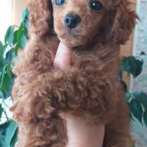 Пудель. Red brown, в г.Прага