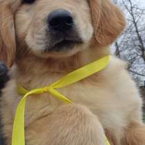 Голден ретривер, в г.Берлин