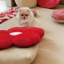 Мальчик породы померанский шпиц, в г.Торревьеха