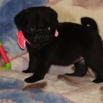 Mops pug, в г.Мариуполь