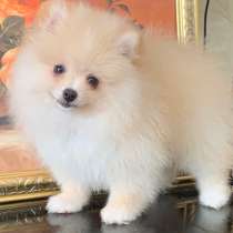 Померанский шпиц, в г.Augustusburg