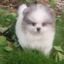 Померанский шпиц. Мини, в г.Прага