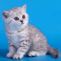 Серебристые котята, в Москве