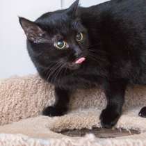 Прекрасная молодая брюнетка миниразмера - кошечка Опера в до, в Москве