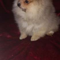 Померанский шпиц, в г.Зальцгиттер