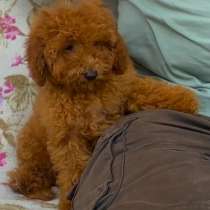 Пудель. Red, в г.Берлин