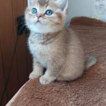 Британские котята, в г.Кёльн