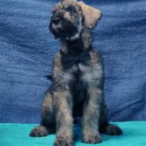 Продаются щенки ризеншнауцера, в Санкт-Петербурге