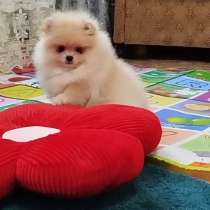 Померанксий шпиц мальчик, в г.Гамбург