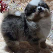 Померанский шпиц. Merle, в г.Windorf