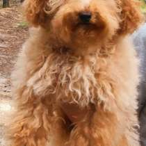 Той пудель. Apricot, в г.Вольфсбург