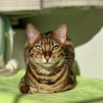 Чистокровні бенгали, в г.Ганновер