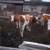 Продаю КРС 11 голов Телки стельные породы Симменкалки, в Волгограде