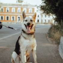 Городской, всему обученный пёс, в Санкт-Петербурге