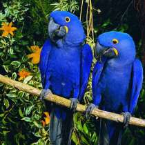 Гиацинтовый ара (Anodorhynchus hyacinthinus) ручные птенцы, в Москве