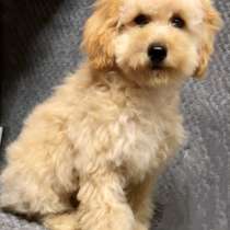 Пудель - той, apricot, в г.Марсберг