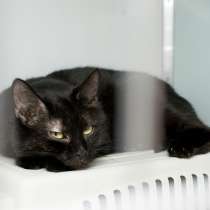 Кошечка Коко Шанель, в Москве