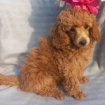 Пудель, в г.Hagen