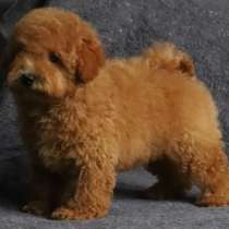 Мальтипу. Caramel, в г.Carlsberg