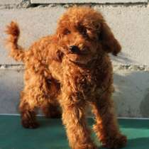 Пудель мини. Щеночки, в г.Оттава