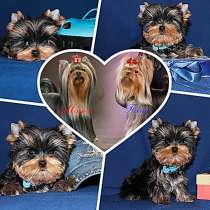 Щенки Йоркширского терьера. Маленький мальчик, в Москве