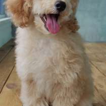 Мальтипу F - 1. Микро мини. Корейский тип, в г.Малага