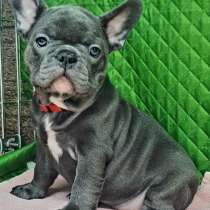 Французский бульдог. Blue, в г.Берлин