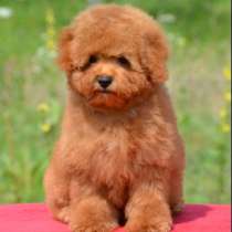 Мальтипу, в г.Берлин