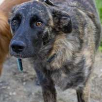 Тигруша ищет дом, в Москве