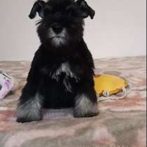 Цвергшнауцер мальчик, в г.Берлин