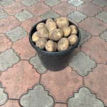 Продам картофель, в Черногорске